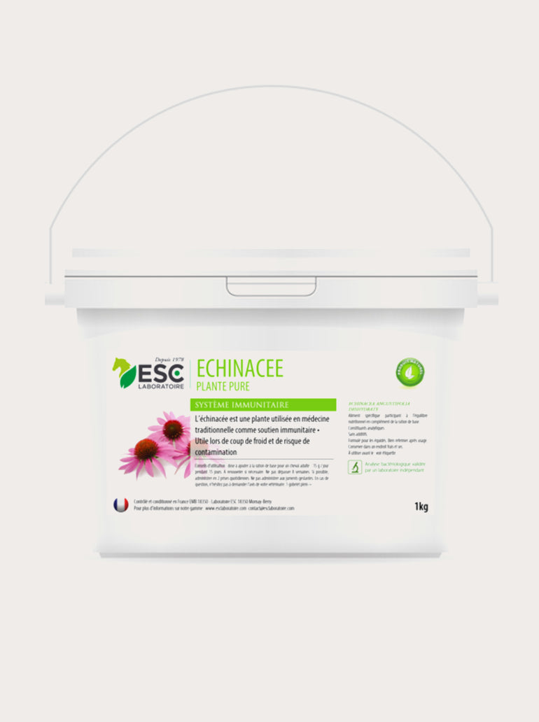 Echinacée plante pure