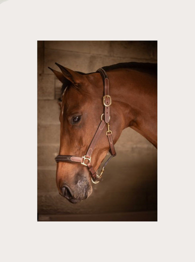 Licol Cuir 3 Mousquetons