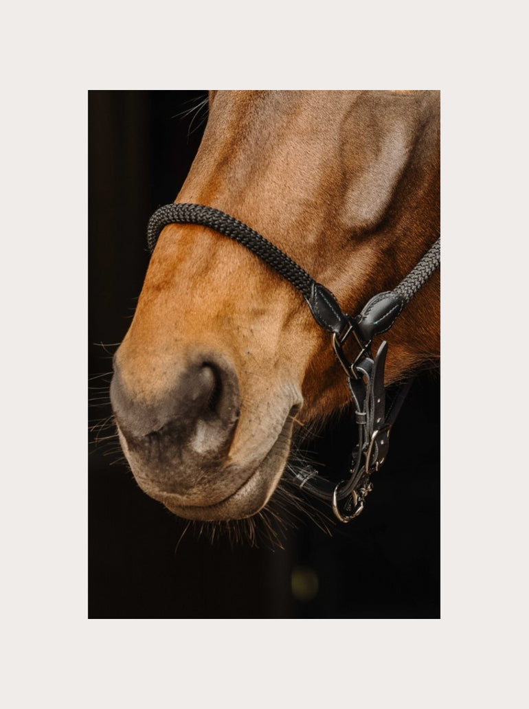 Licol cuir/corde Norton Pro