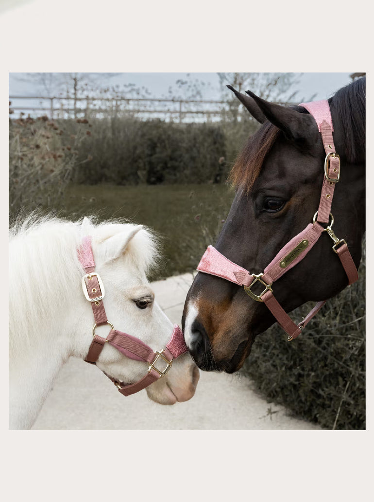 Licol Unicorn glitter